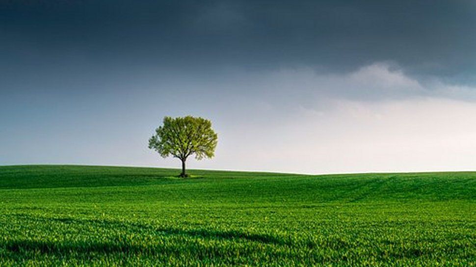 A tree among green fields